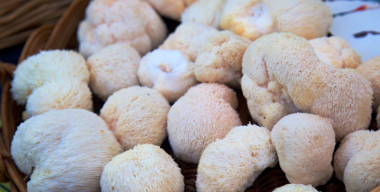 cogumelos juba de leão